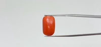 Red Coral – 16.7 Carat
