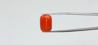 Red Coral – 16.05 Carat