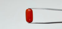 Red Coral – 13.7 Carat