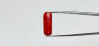 Red Coral – 11.2 Carat