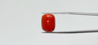 Red Coral – 15 Carat
