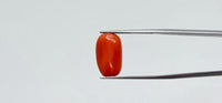 Red Coral – 8.25 Carat