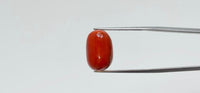 Red Coral – 14.05 Carat