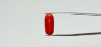 Red Coral – 8.7 Carat