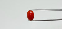 Red Coral – 7.2 Carat