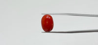 Red Coral – 12.45 Carat