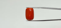 Red Coral – 22.25 Carat