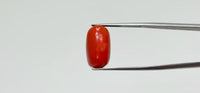 Red Coral – 14.55 Carat