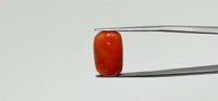 Red Coral – 13.05 Carat