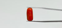 Red Coral – 13.55 Carat