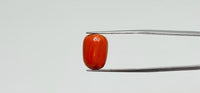 Red Coral – 13.1 Carat