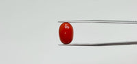 Red Coral – 5.95 Carat