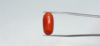 Red Coral – 11.75 Carat