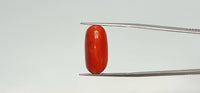 Red Coral – 10.7 Carat