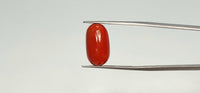 Red Coral – 8.2 Carat