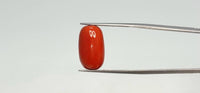 Red Coral – 11.35 Carat