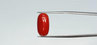 Red Coral – 11.4 Carat
