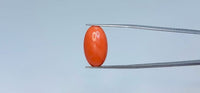 Red Coral – 10.9 Carat