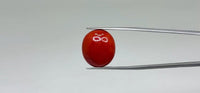 Red Coral – 17.85 Carat