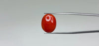 Red Coral – 9.45 Carat