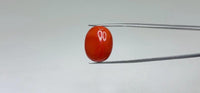 Red Coral – 20.55 Carat