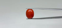 Red Coral – 17.55 Carat