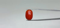 Red Coral – 17.7 Carat