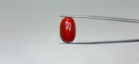Red Coral – 16.15 Carat
