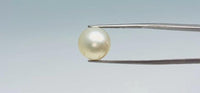 Pearl – 12.2 Carat
