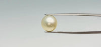 Pearl – 11.5 Carat