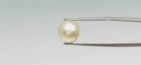 Pearl – 9.7 Carat