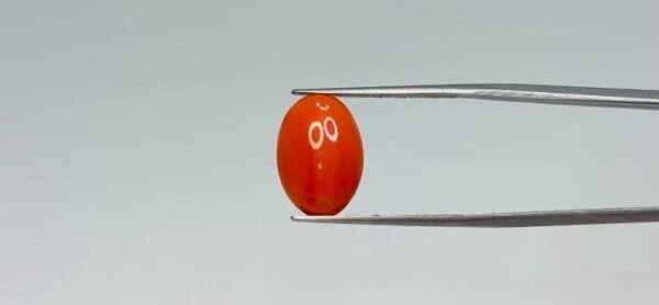 Red Coral - 3.65 Carat