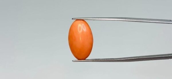 Red Coral - 7.65 Carat