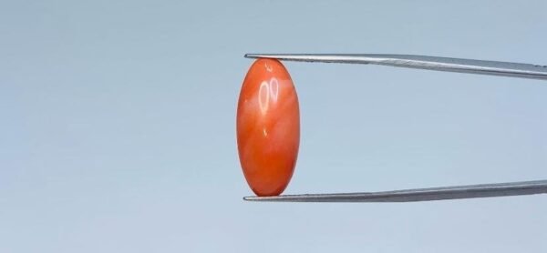 Red Coral - 8.55 Carat