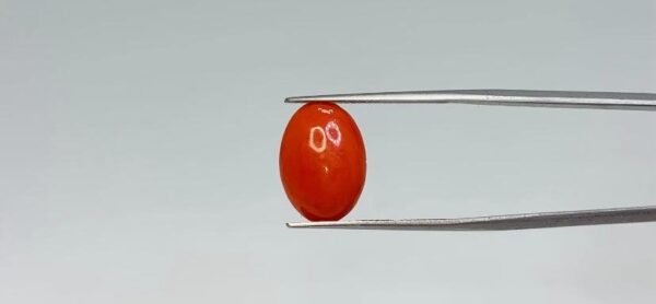 Red Coral - 3.95 Carat