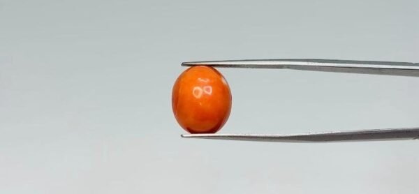 Red Coral - 7.3 Carat
