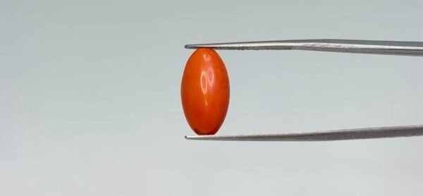 Red Coral - 4.85 Carat