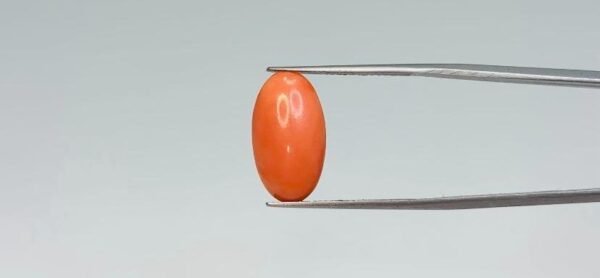 Red Coral - 5.45 Carat
