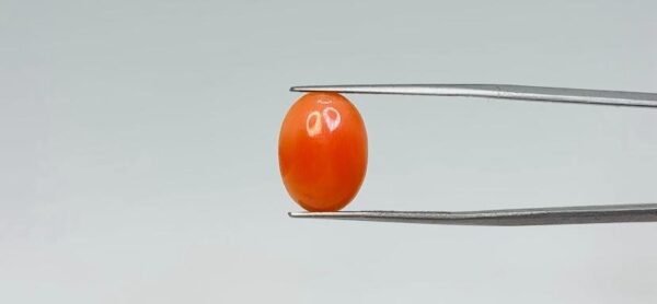 Red Coral - 4.05 Carat