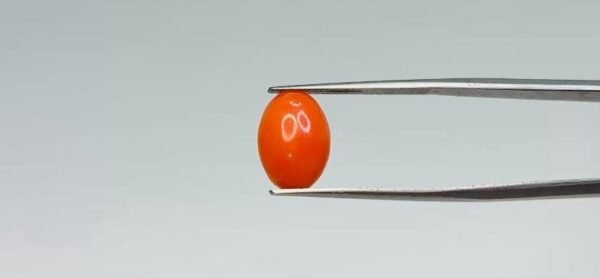 Red Coral - 3 Carat