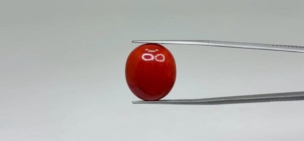 Red Coral - 17.85 Carat