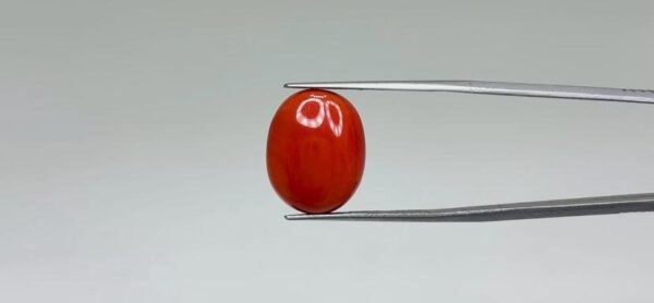 Red Coral - 9.45 Carat