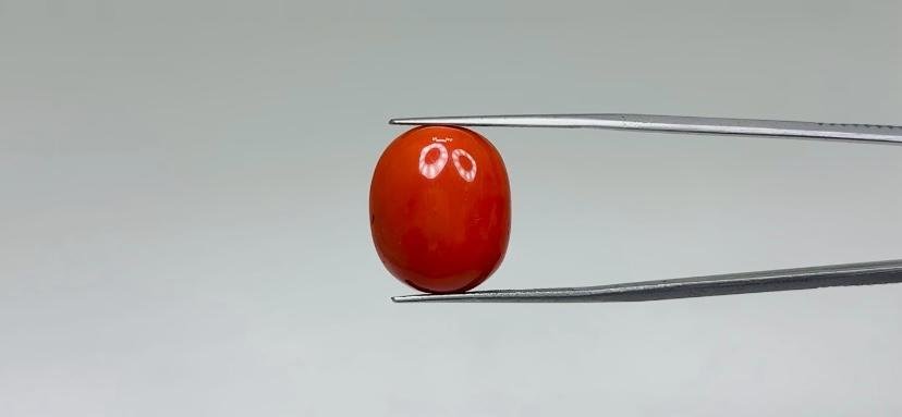 Red Coral - 15.15 Carat