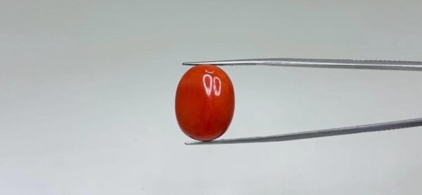 Red Coral - 20.55 Carat