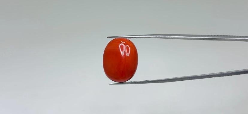 Red Coral - 20.55 Carat