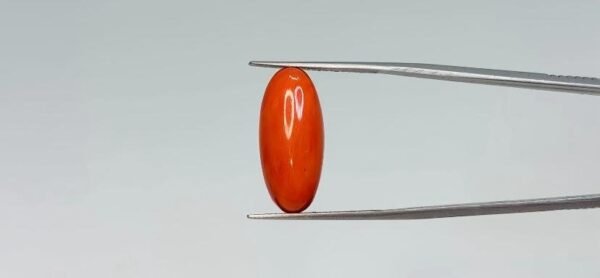 Red Coral - 9.05 Carat