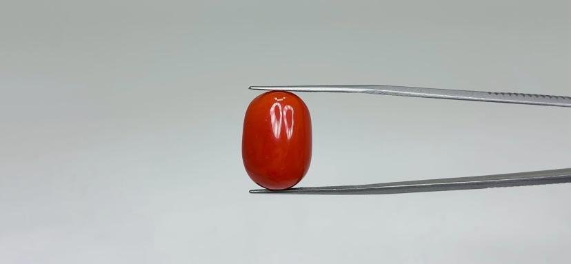 Red Coral - 17.7 Carat