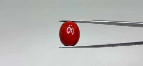 Red Coral - 21.3 Carat