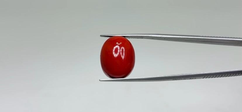 Red Coral - 21.3 Carat