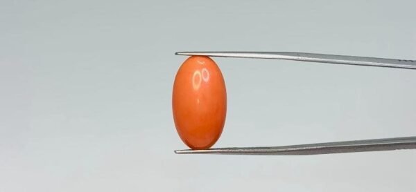 Red Coral - 8.1 Carat